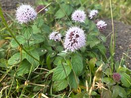 Beautiful wildflowers