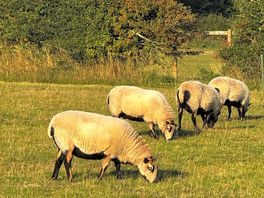 The sheep