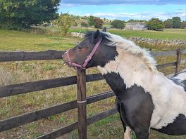 Animals on the farm