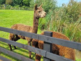Friendly neighbours.