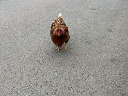 Friendly chicken