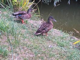 Wild life! plenty of ducks.