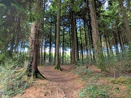 Idless woods