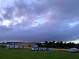 Wild geese flying over the campsite