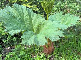 Rhubarb ?
