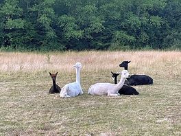Friendly neighbours