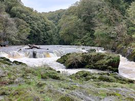 Cenarth falls
