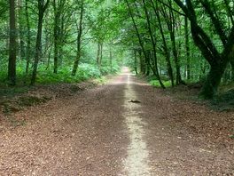 Walk through nearest forest