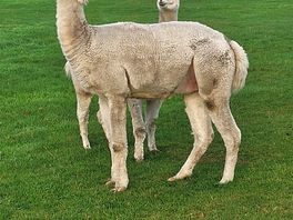 My camp buddies for a couple of nights.