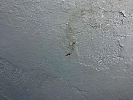 Poo on walls