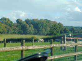 Horses