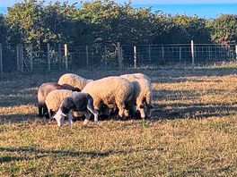Sheep