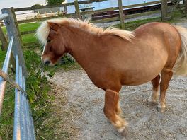 One of the ponies
