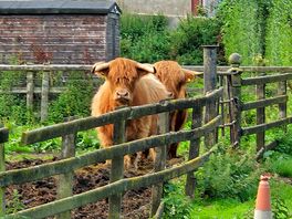 Highland cowa