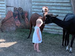 Alpaca kisses