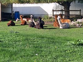 Alpacas