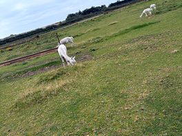 The alpacas