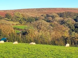 Free roaming sheep