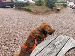 Dogs allowed inside or outside in all the local pubs.