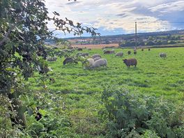 One of the fields close by