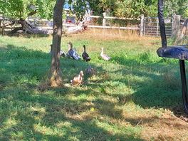 Ducks