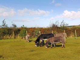 Donkeys