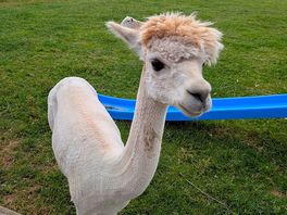 One of the llamas