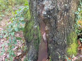 The tree had grown round the slate