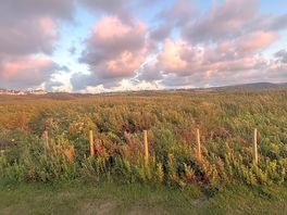 Field