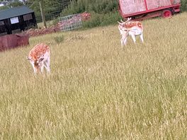 Deer