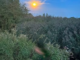 Full moon