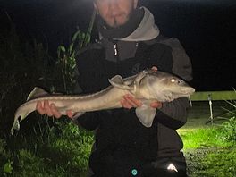 Sturgeon