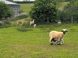 Farm animals.
