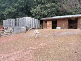 Animals on site