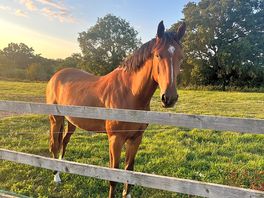 Hello mr horse