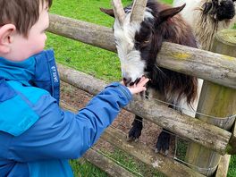 Goat feeding