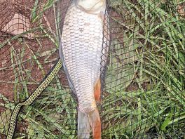 Fish caught out there fishing pond