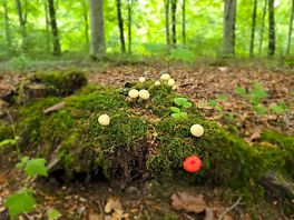 Mushrooms in the woods