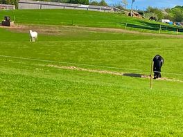 Horses galore 😁
