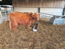 Large highland cattl