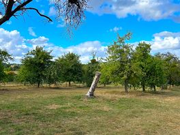 The orchard.
