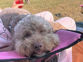 Doggy enjoyed the stay too