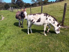 Donkeys