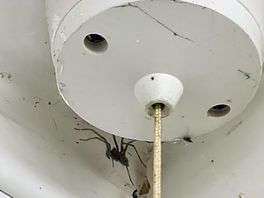 Spiders