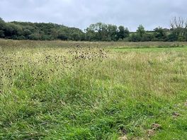 Meadow for dog walks