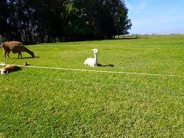 More alpacas