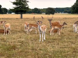 The tractor ride gets you up close to the deers