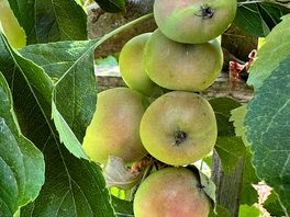 Apples