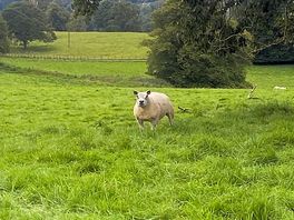 Curious sheep