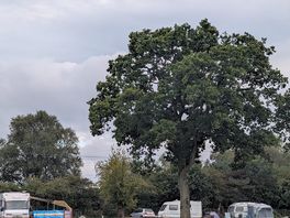 Our favourite tree